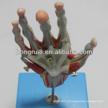 Musculos de mão ISO com vasos e nervos principais, modelo de mão de anatomia